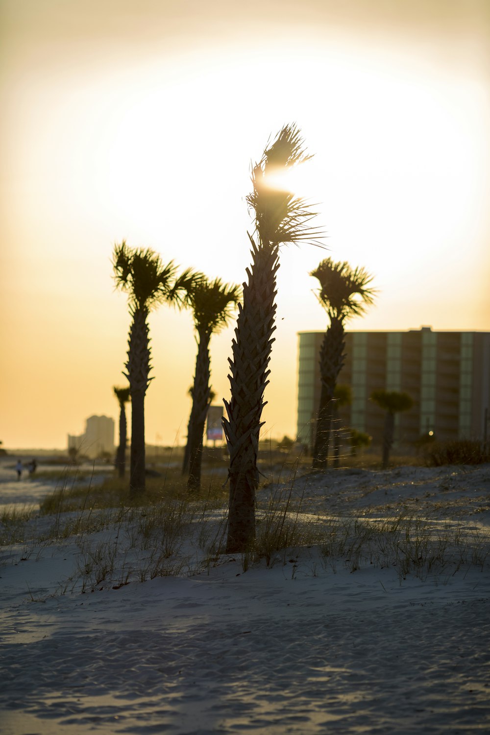 a palm tree on a beach with a building in the background