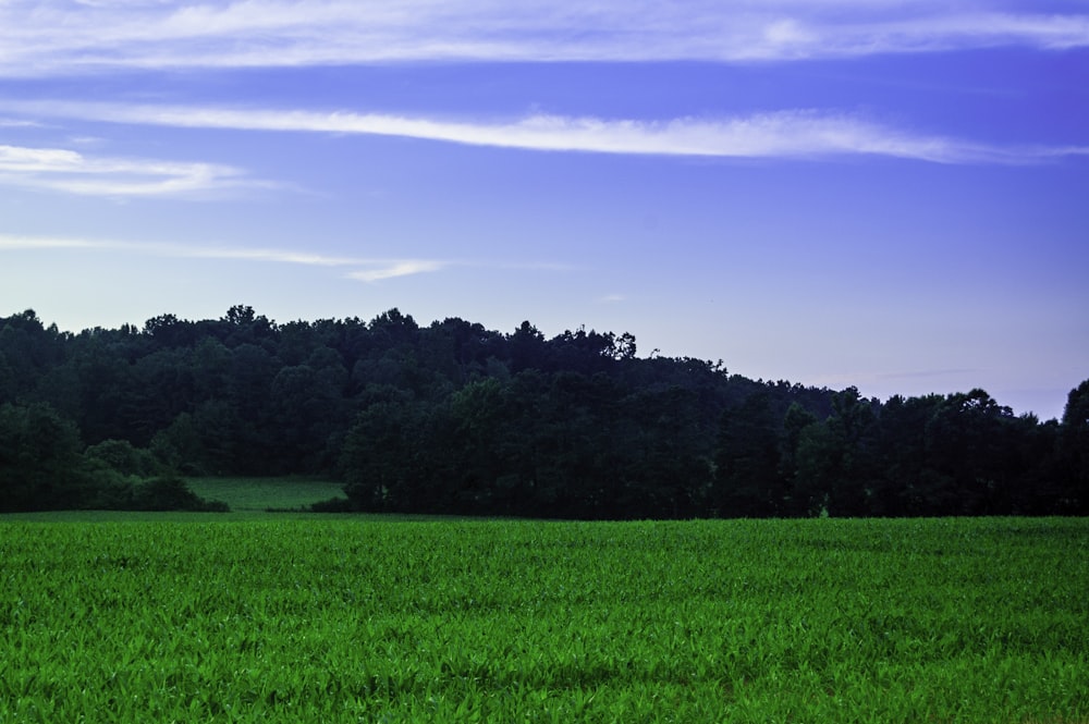 a green field with trees in the background