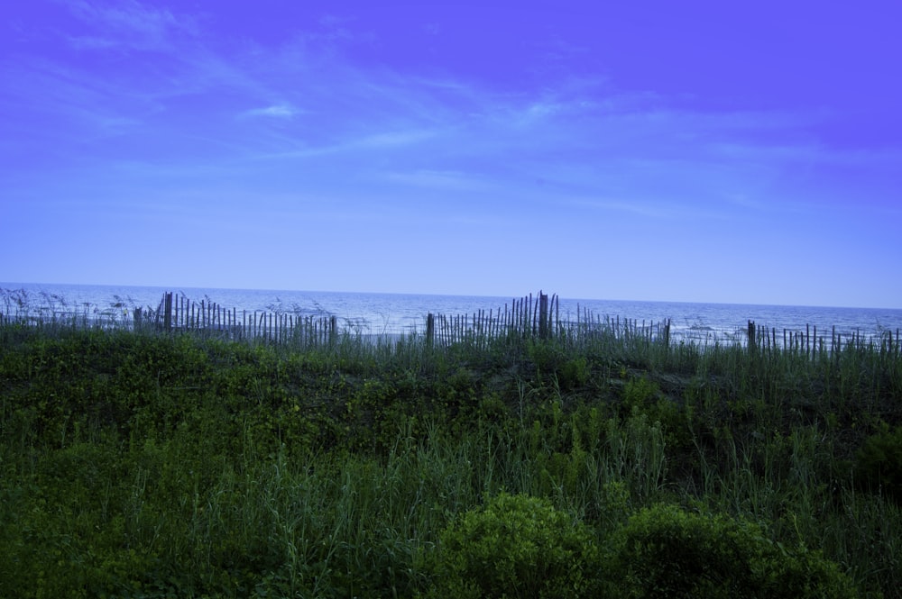 a view of the ocean from a grassy area