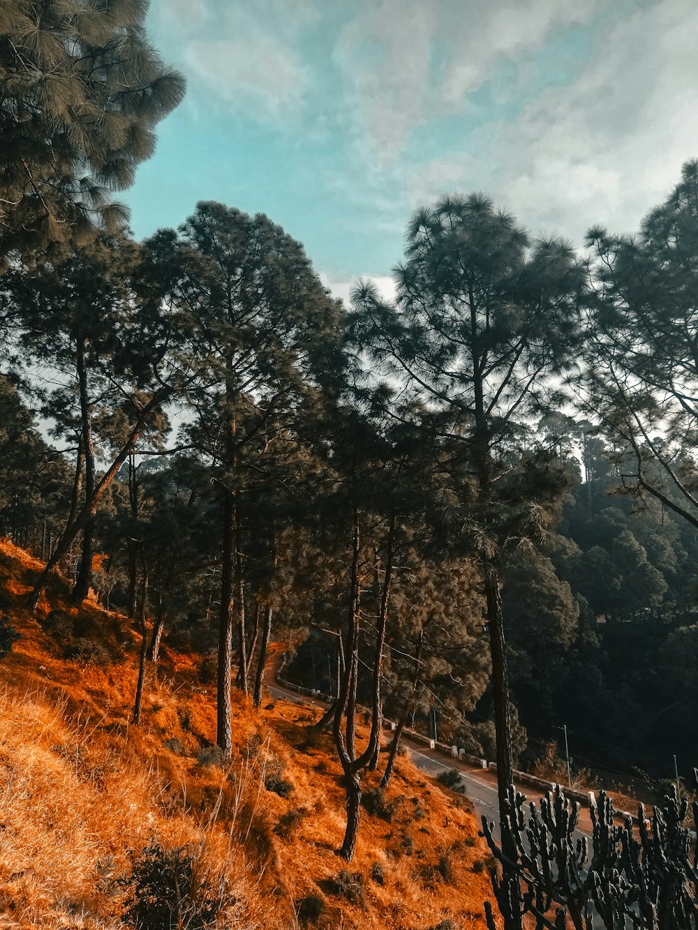 uma estrada de terra cercada por árvores em uma colina