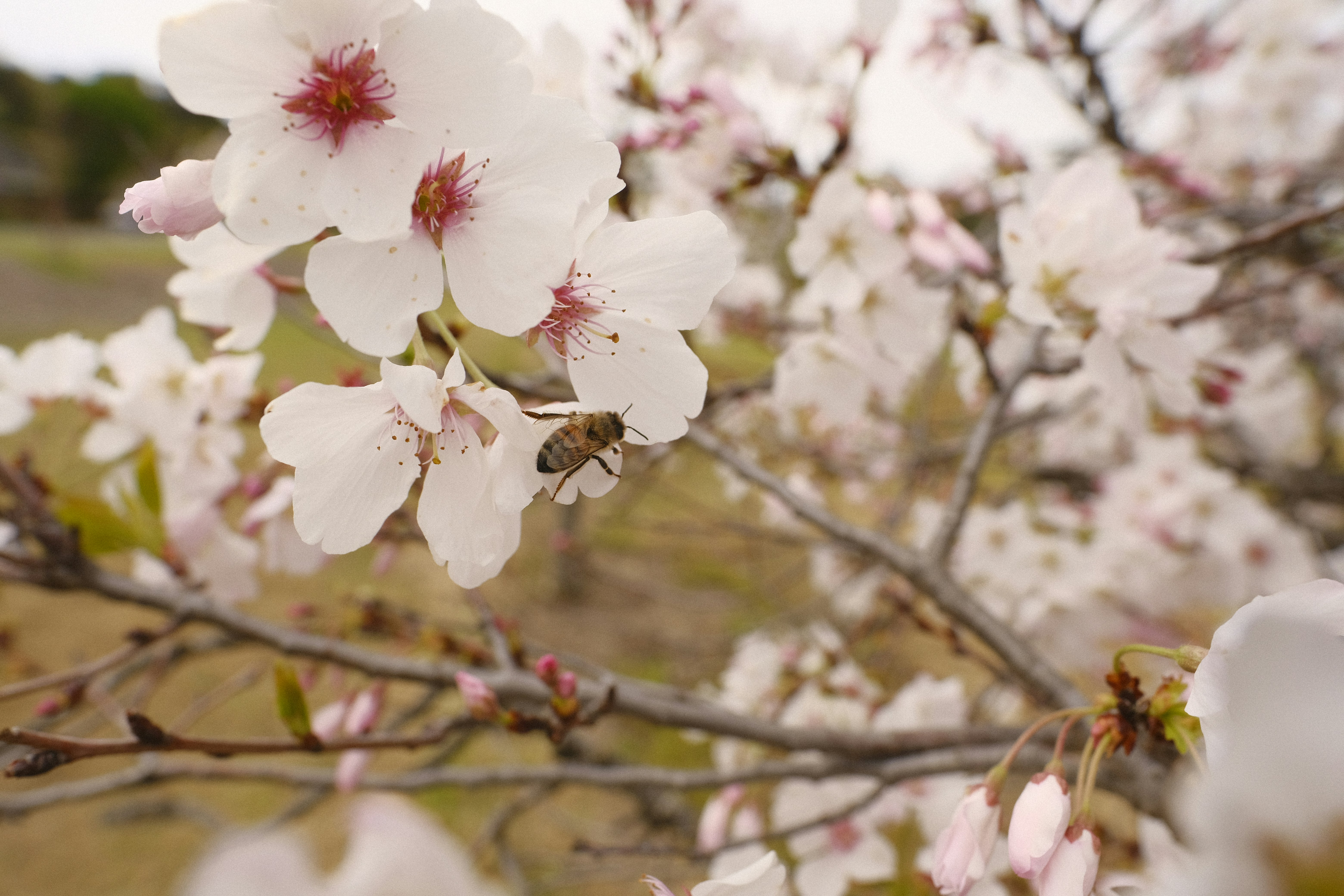 Photo by chandleraitchison