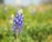 a blue flower is in the middle of a field