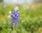 a blue flower is in the middle of a field