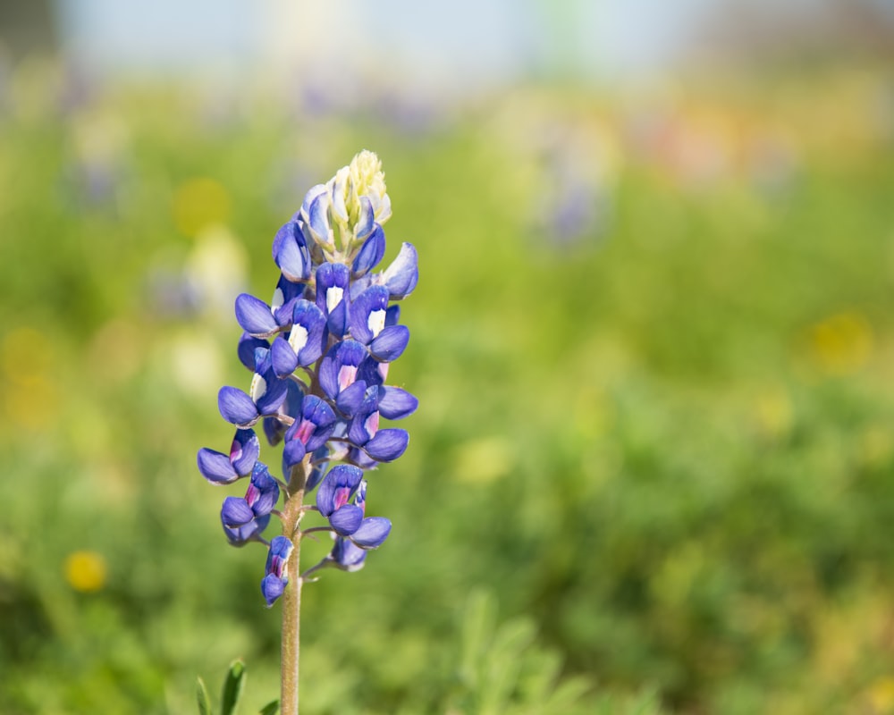 a blue flower is in the middle of a field