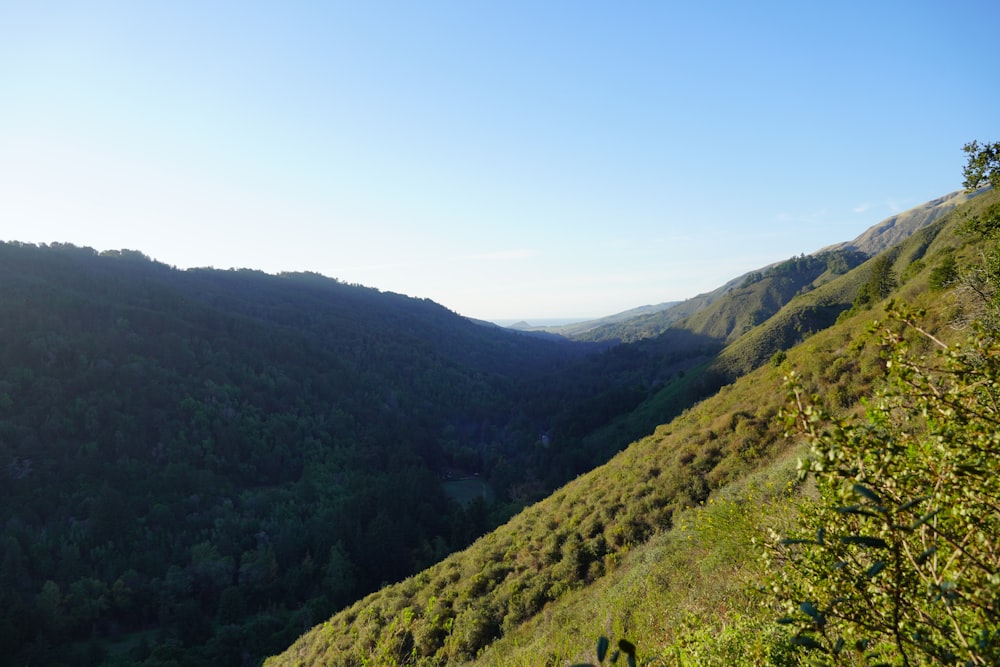 a view of a valley in the middle of a forest