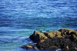 A vibrant ocean scene featuring clear blue waters gently lapping against a rocky shoreline. The rocks are partially covered with dark barnacles or similar marine life, adding texture and contrast to the landscape.