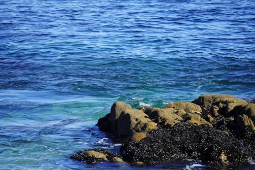 A vibrant ocean scene featuring clear blue waters gently lapping against a rocky shoreline. The rocks are partially covered with dark barnacles or similar marine life, adding texture and contrast to the landscape.