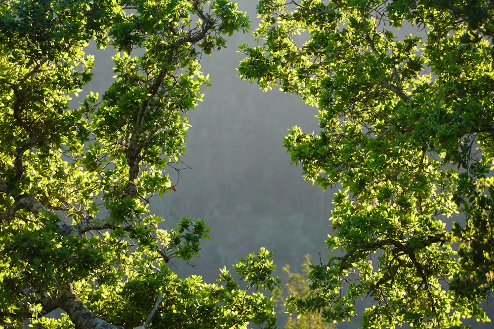 una vista attraverso le foglie di un albero