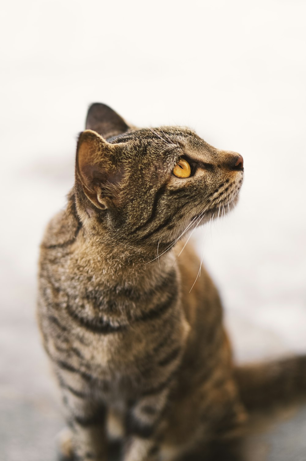 a cat sitting on the ground looking up