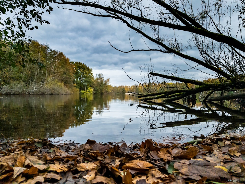 a body of water surrounded by leaves and trees