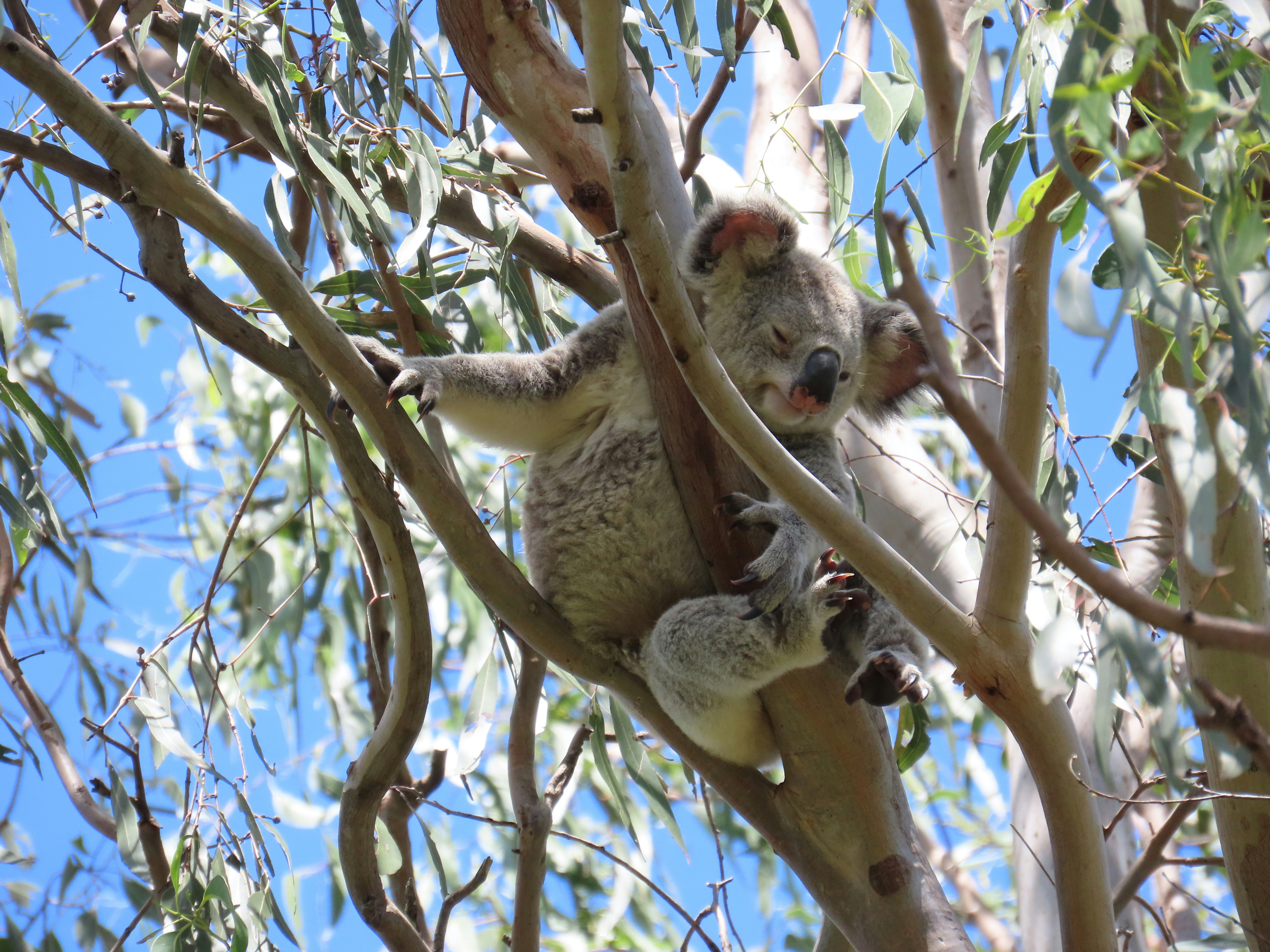 a koala bear sitting in a tree with leaves