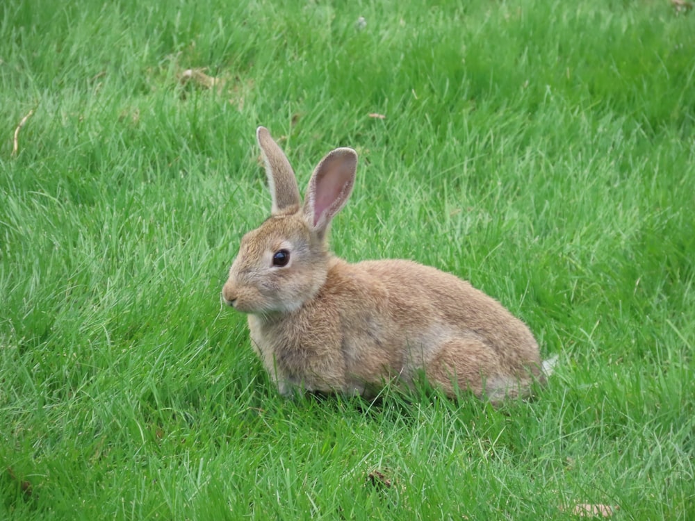 a rabbit sitting in a field of green grass