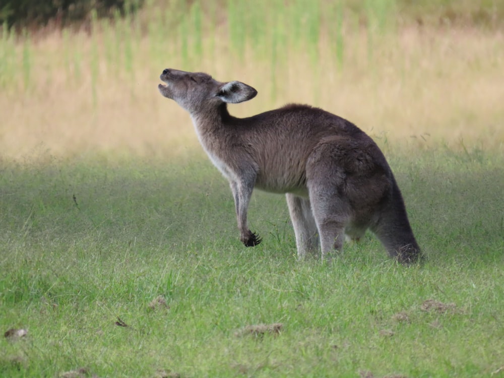 a kangaroo standing on top of a lush green field