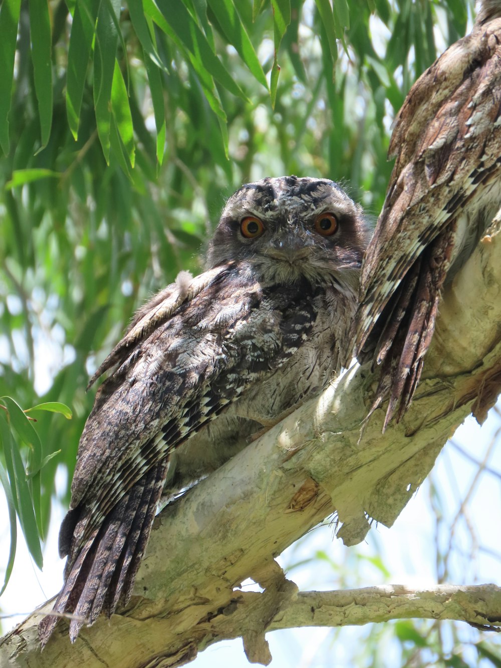 a small owl sitting on a branch of a tree