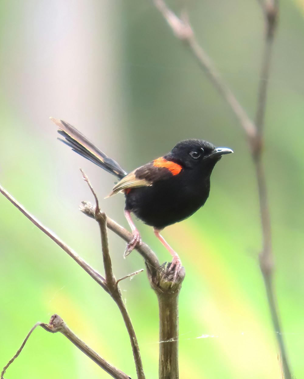 a small black bird sitting on top of a tree branch