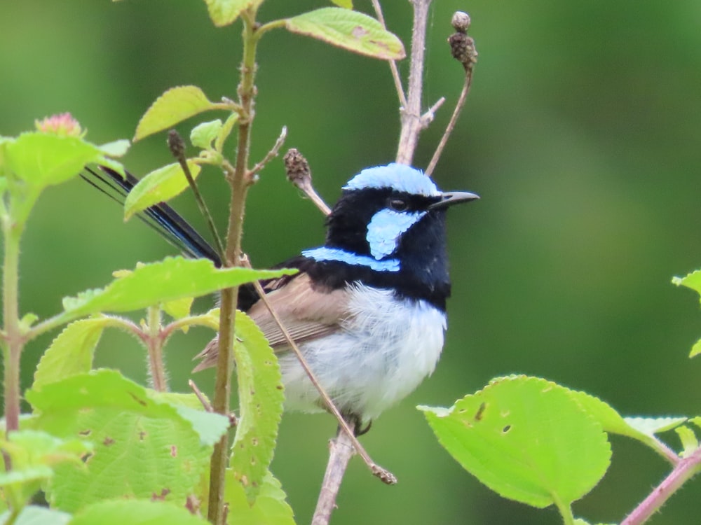 a small blue and black bird sitting on a branch