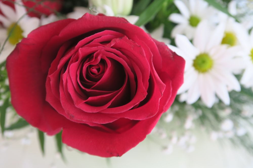 a close up of a red rose and white daisies