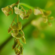 An artistic shot of intertwined gold and green leaves with subtle violet highlights.