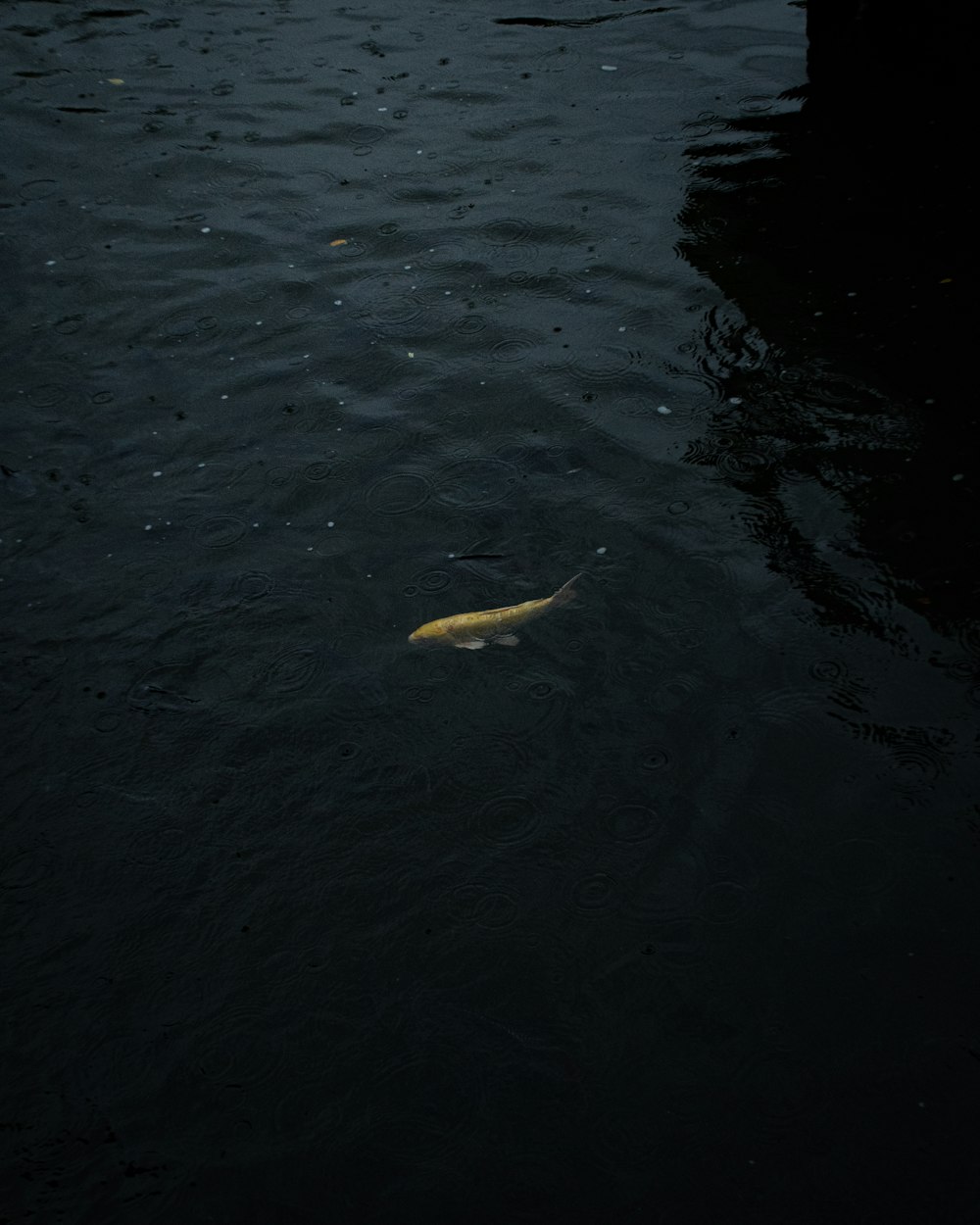 a fish swimming in a body of water