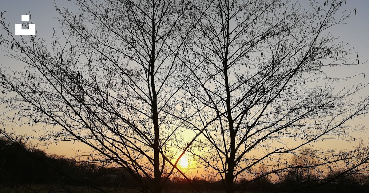 The sun is setting behind a bare tree photo Free 76863 herxheim bei landau/pfalz Image on Unsplash The sun is setting behind a bare tree photo Free 76863 herxheim bei landau/pfalz Image on Unsplash