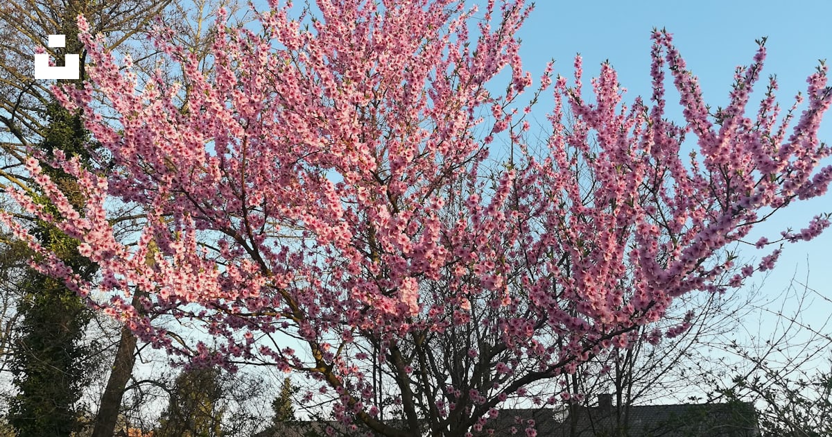 A tree with pink flowers in front of a blue sky photo Free 76863 herxheim bei landau/pfalz A tree with pink flowers in front of a blue sky photo Free 76863 herxheim bei landau/pfalz