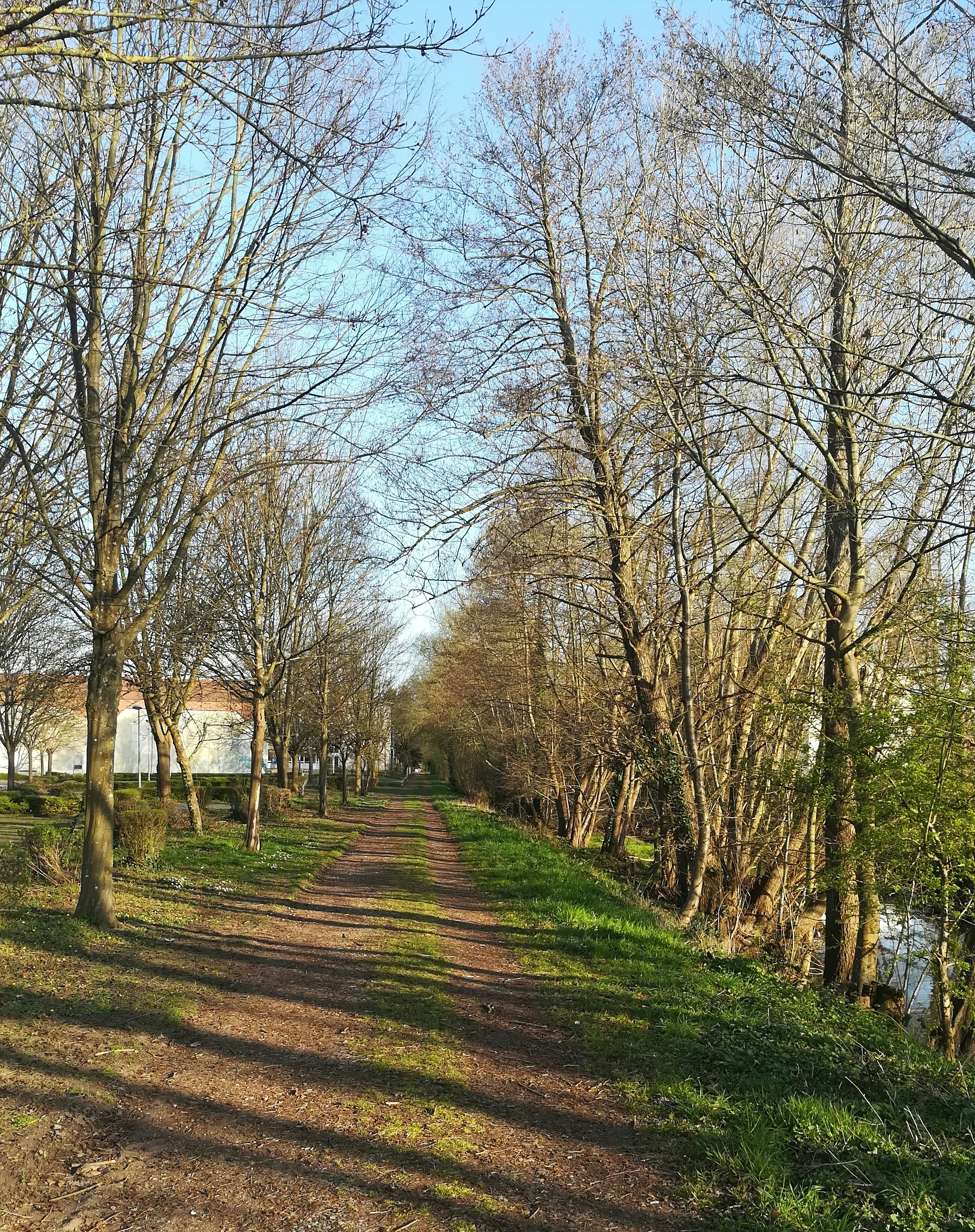 a dirt road surrounded by trees and grass