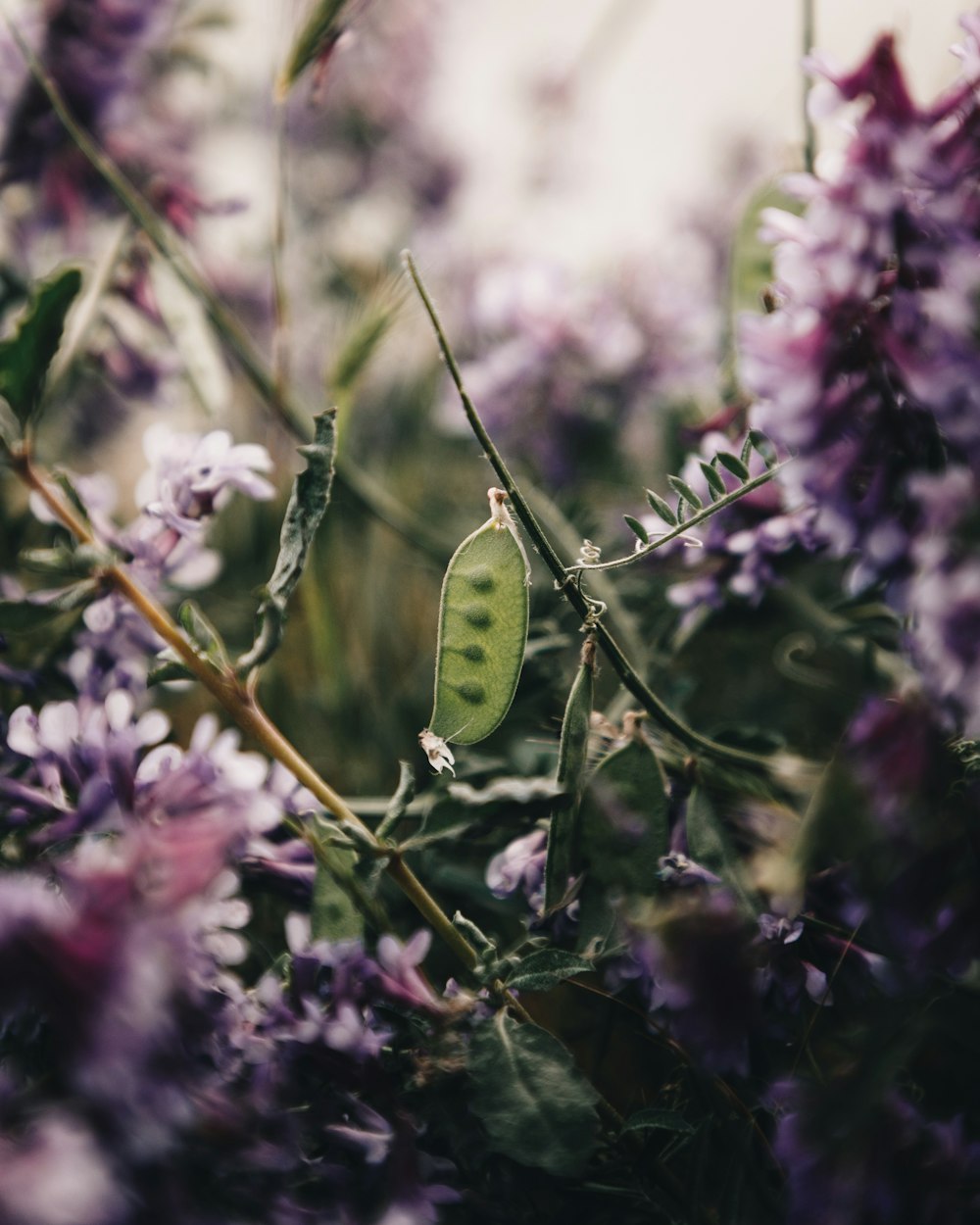 a close up of a plant with purple flowers