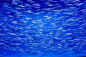 a large group of fish swimming in the ocean