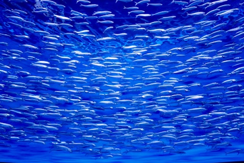 a large group of fish swimming in the ocean