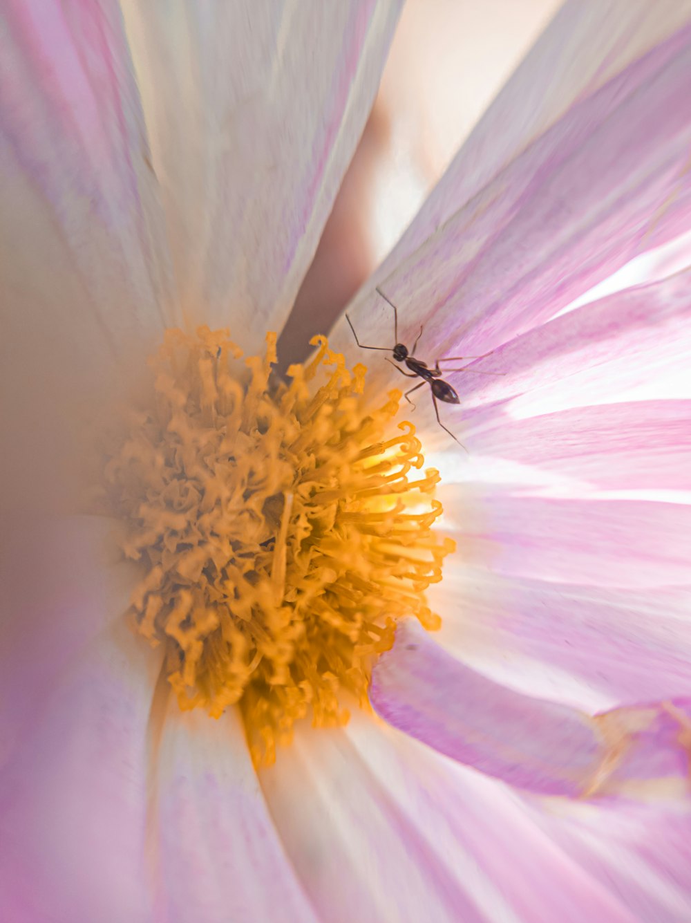 a close up of a flower with a bug on it