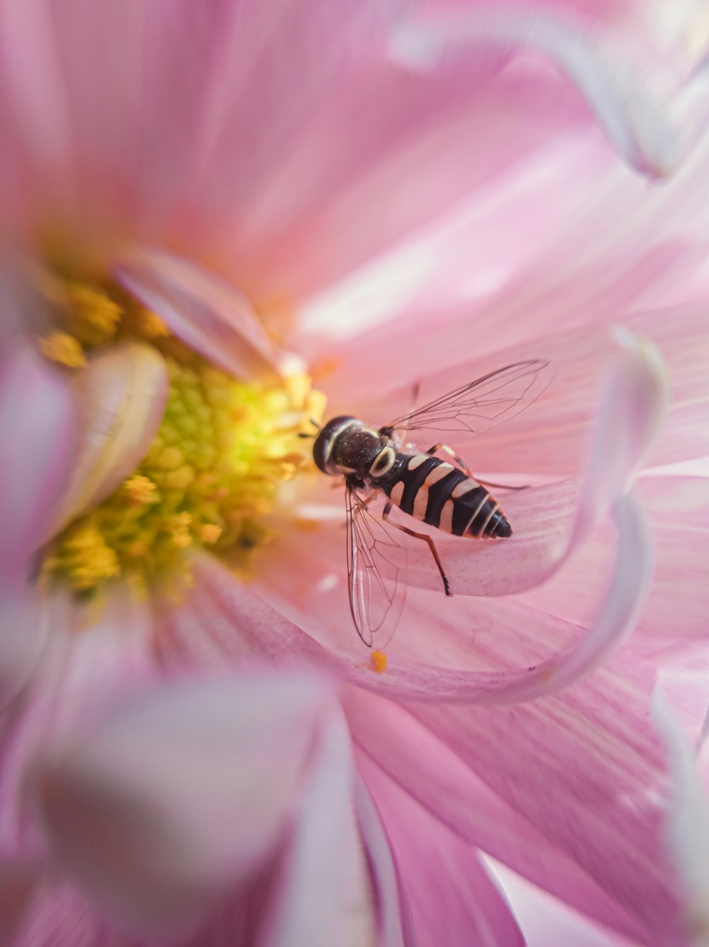 a close up of a bee on a pink flower