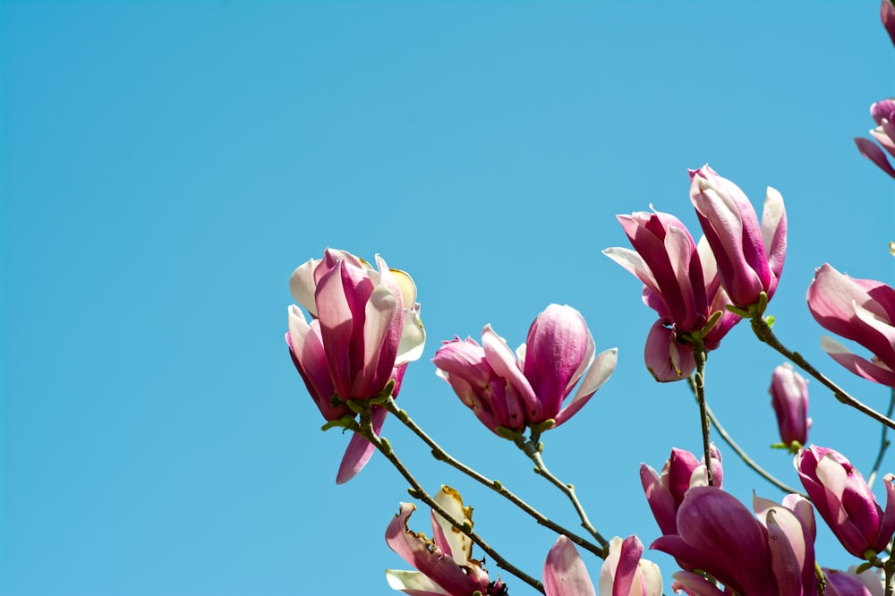 a bunch of flowers that are in the air