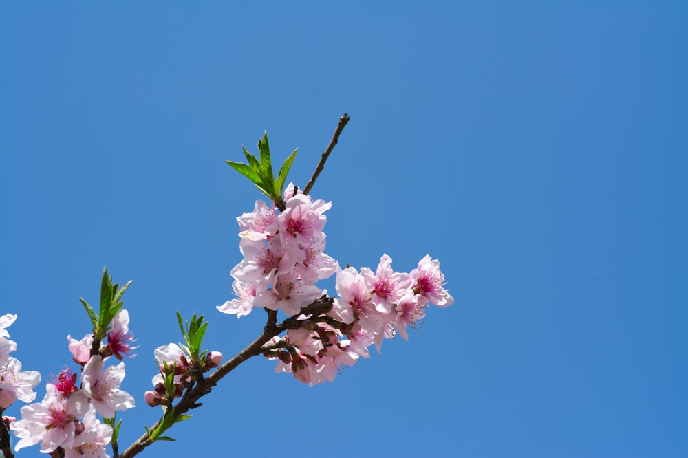 a branch of a cherry tree with pink flowers