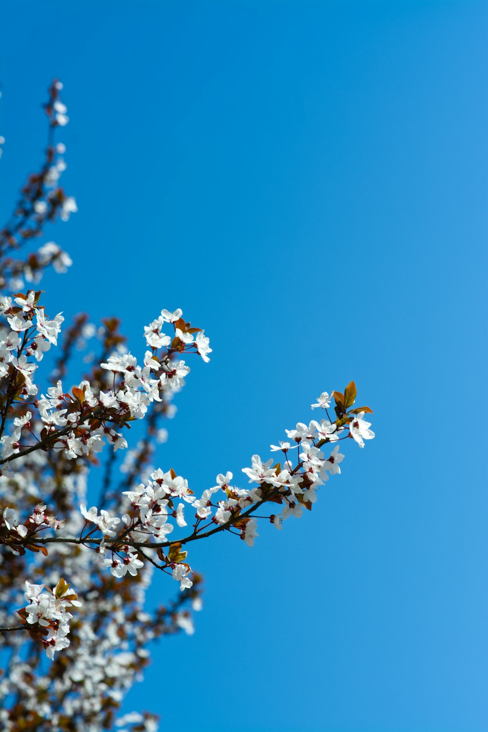 a tree branch with white flowers against a blue sky