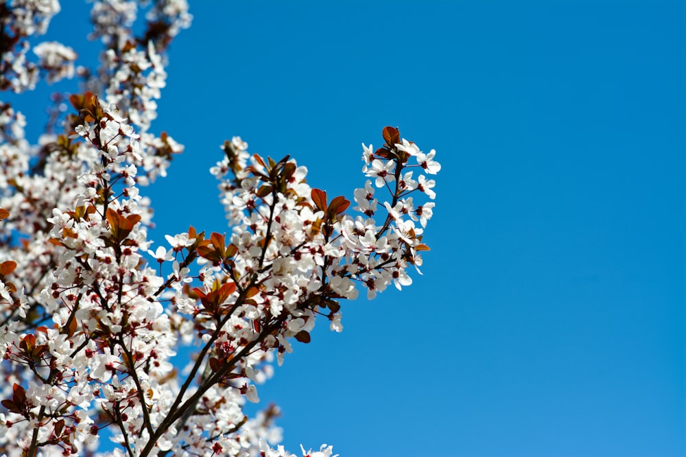 a tree with white flowers in front of a blue sky