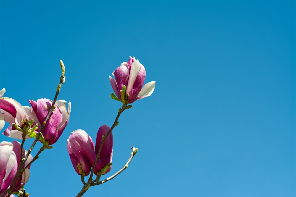 pink and white flowers against a blue sky