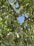 Several green almonds hang on the branches of a tree filled with lush green leaves. The sky in the background is clear and blue.