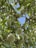 Several green almonds hang on the branches of a tree filled with lush green leaves. The sky in the background is clear and blue.