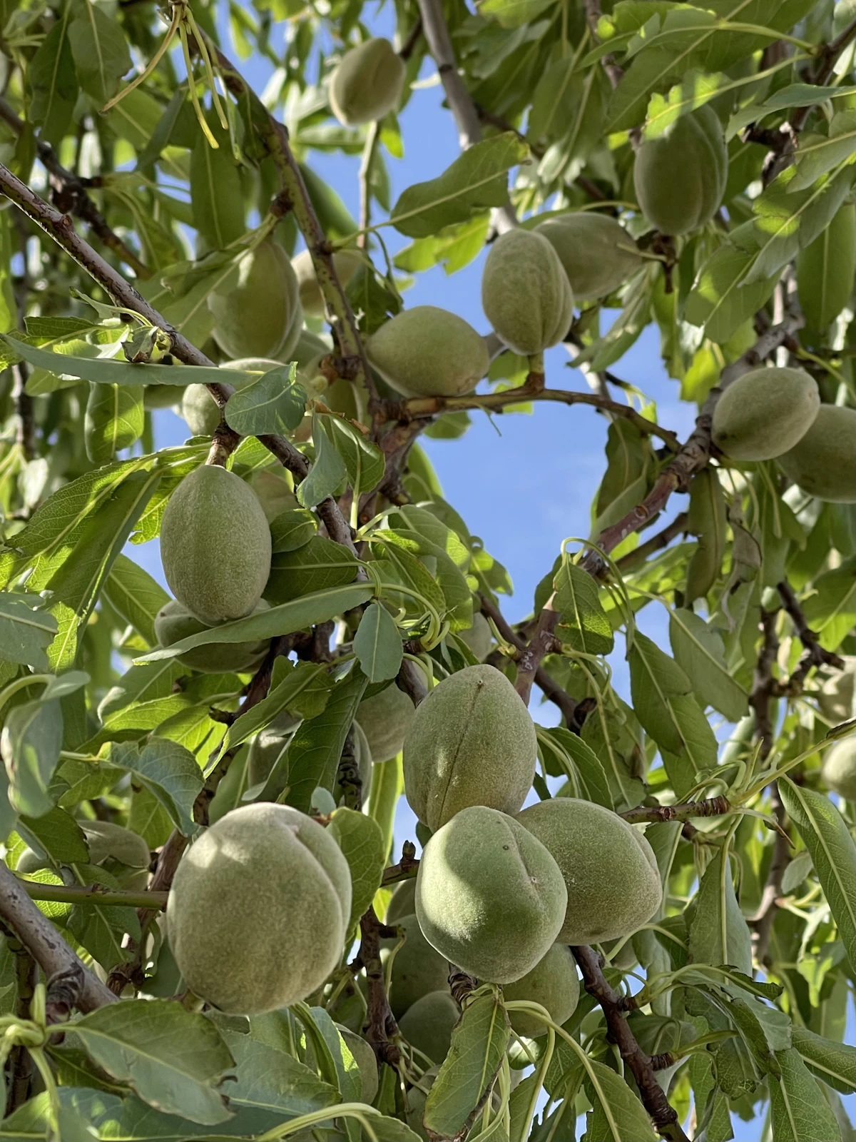 Green almonds ripening on the tree
