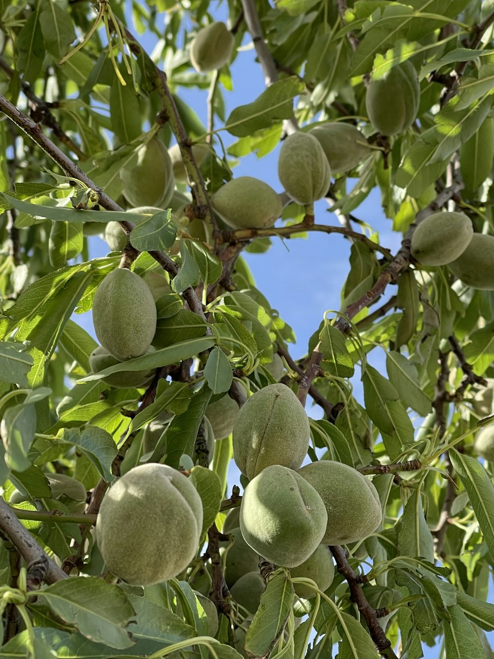 a tree filled with lots of green fruit