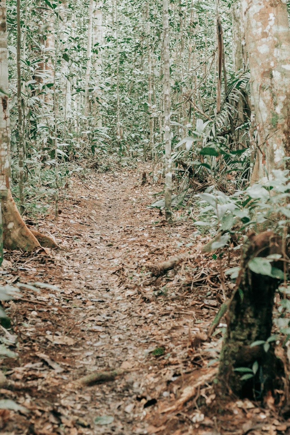 a dirt path in the middle of a forest