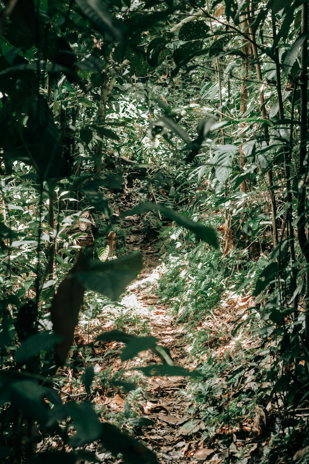 a path in the middle of a forest