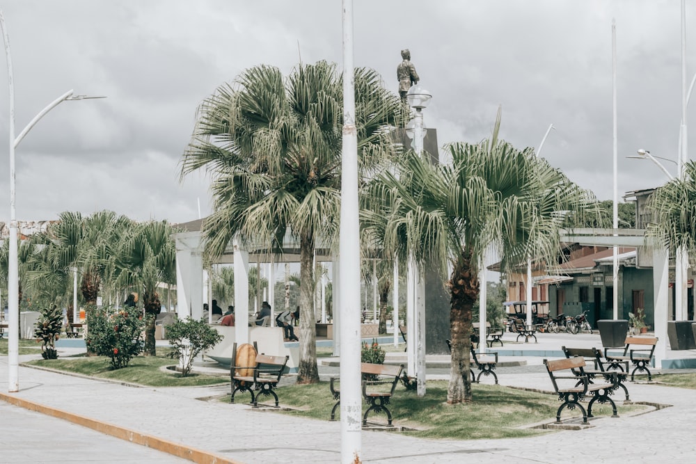 a row of benches sitting next to palm trees