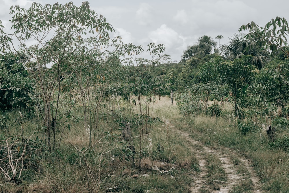 a dirt road surrounded by trees and grass