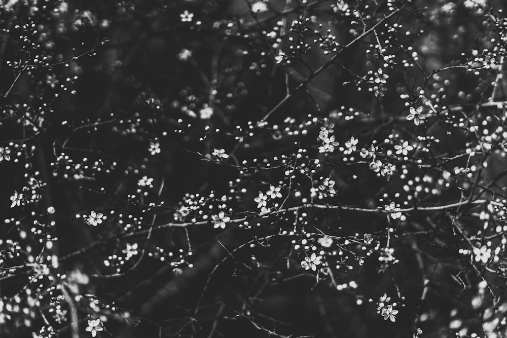 a black and white photo of a bunch of flowers