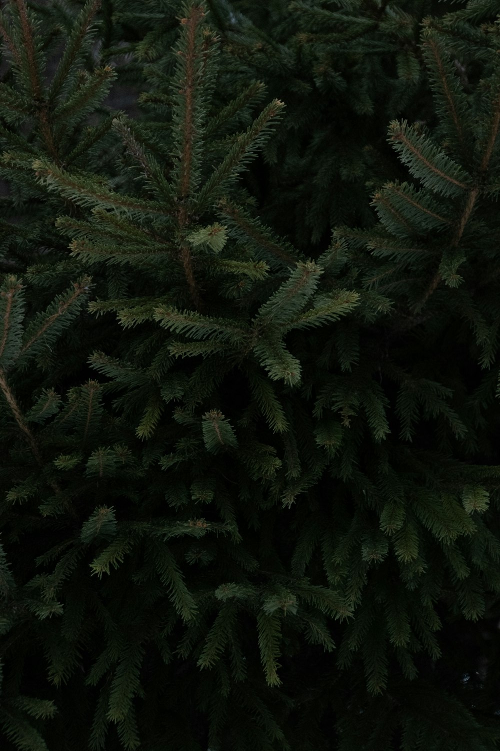 a close up of a pine tree with green needles