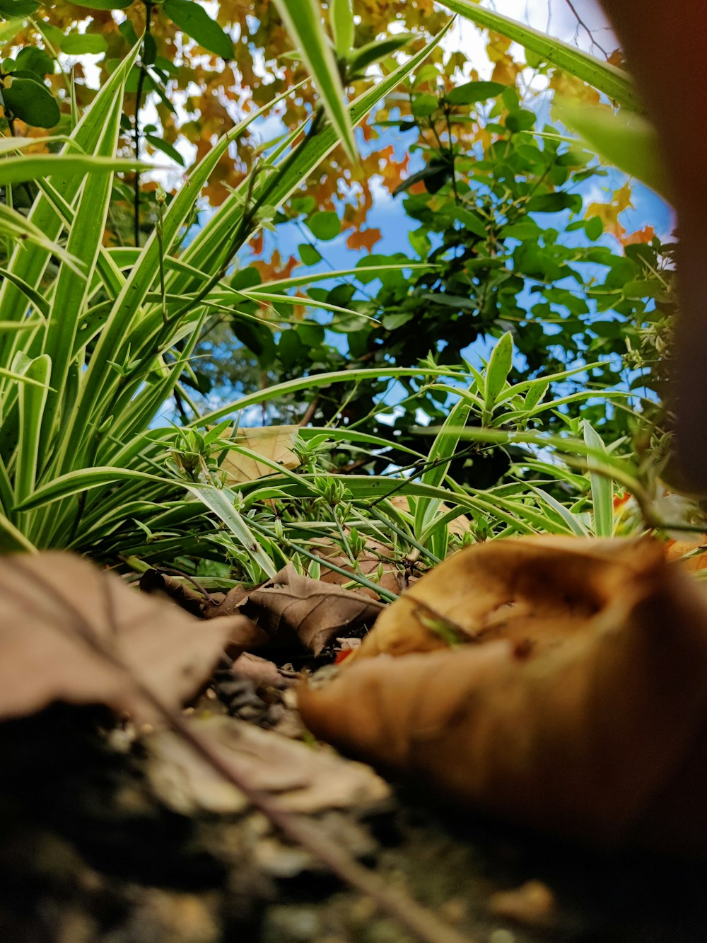 um close up de uma planta frondosa no chão