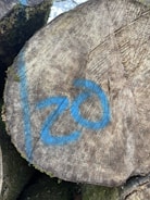 A close-up view of a cut tree trunk with visible growth rings and bark. The trunk has blue spray-painted markings resembling the number '20'. Moss can be seen on the side of the trunk.