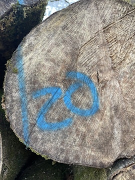 A close-up view of a cut tree trunk with visible growth rings and bark. The trunk has blue spray-painted markings resembling the number '20'. Moss can be seen on the side of the trunk.