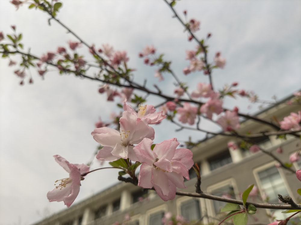 a tree with pink flowers in front of a building